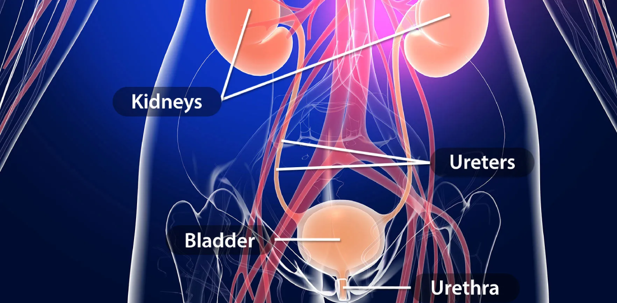 Urine Infection Treatment